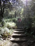 Stairs at Lady Darly's Lookout